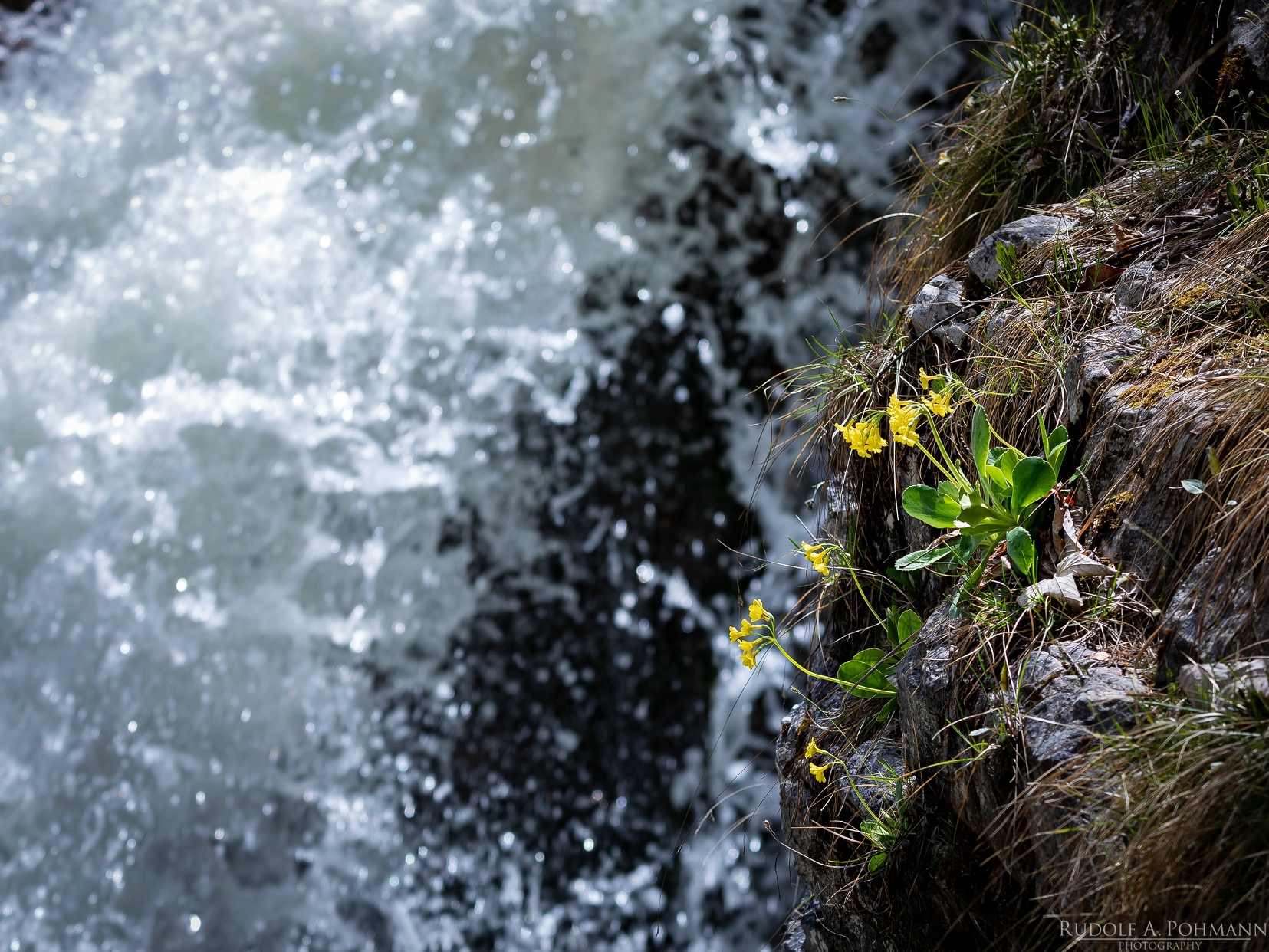 Alpenschlüsselblume 02