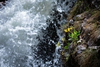 Alpenschlüsselblume 02