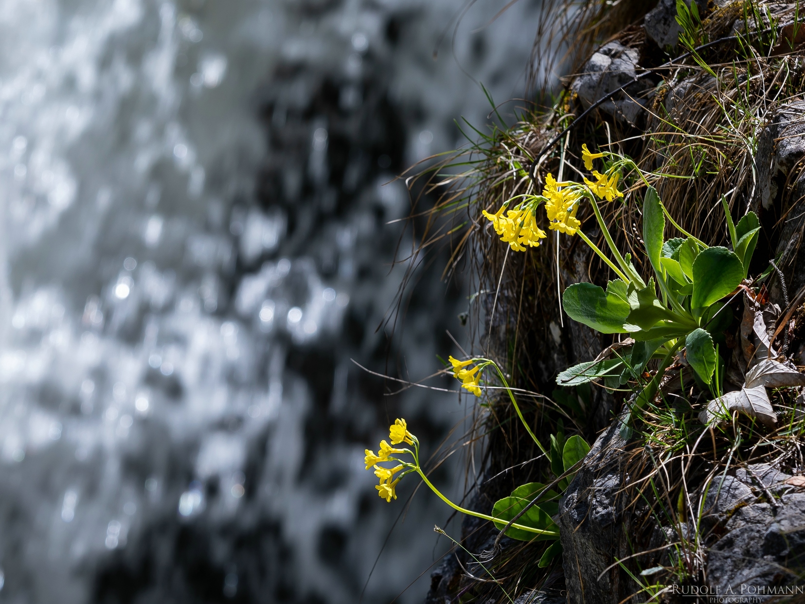 Alpenschlüsselblume 01