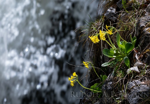 Alpenschlüsselblume 01