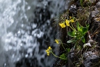 Alpenschlüsselblume 01