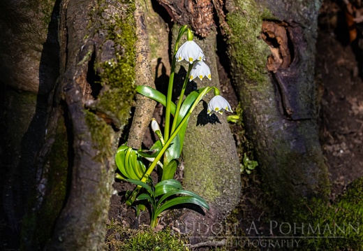 Wald