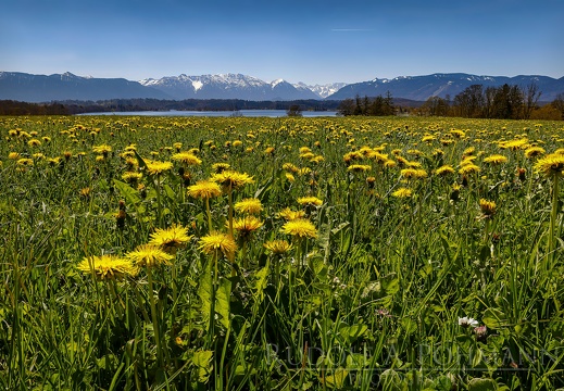 Frühling