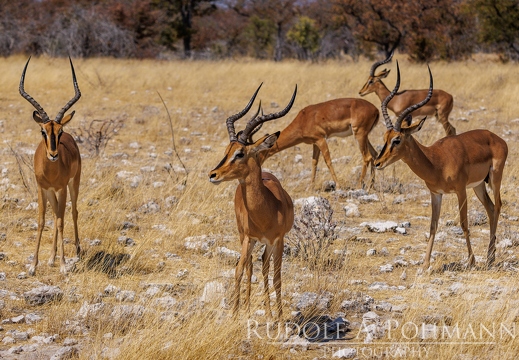 Etosha II - Namibia