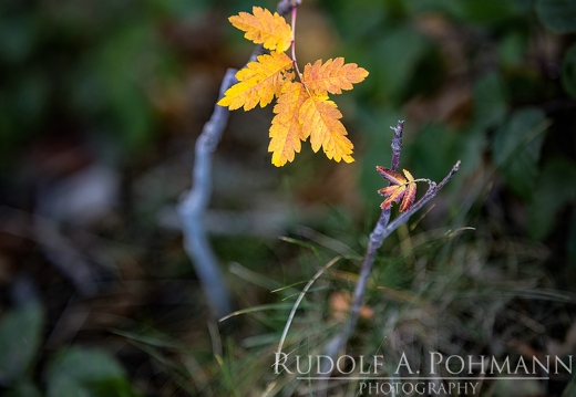 CL2-PR-01-1-RUPO5646-Bearbeitet-Bearbeitet-3