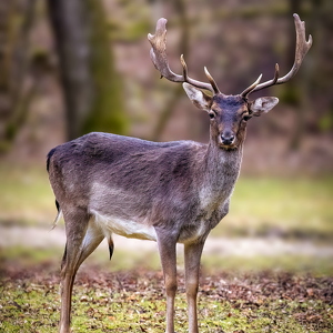 Landsberg Tiergehege