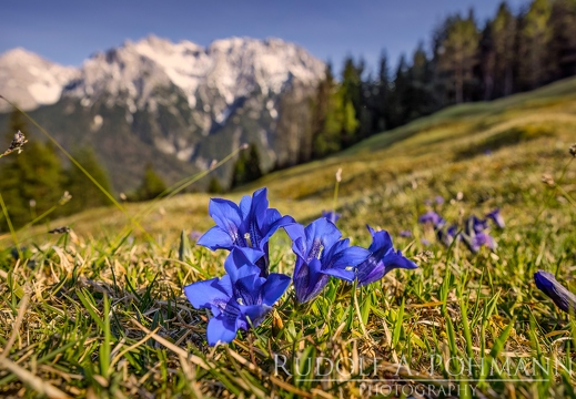 blue-bavaria