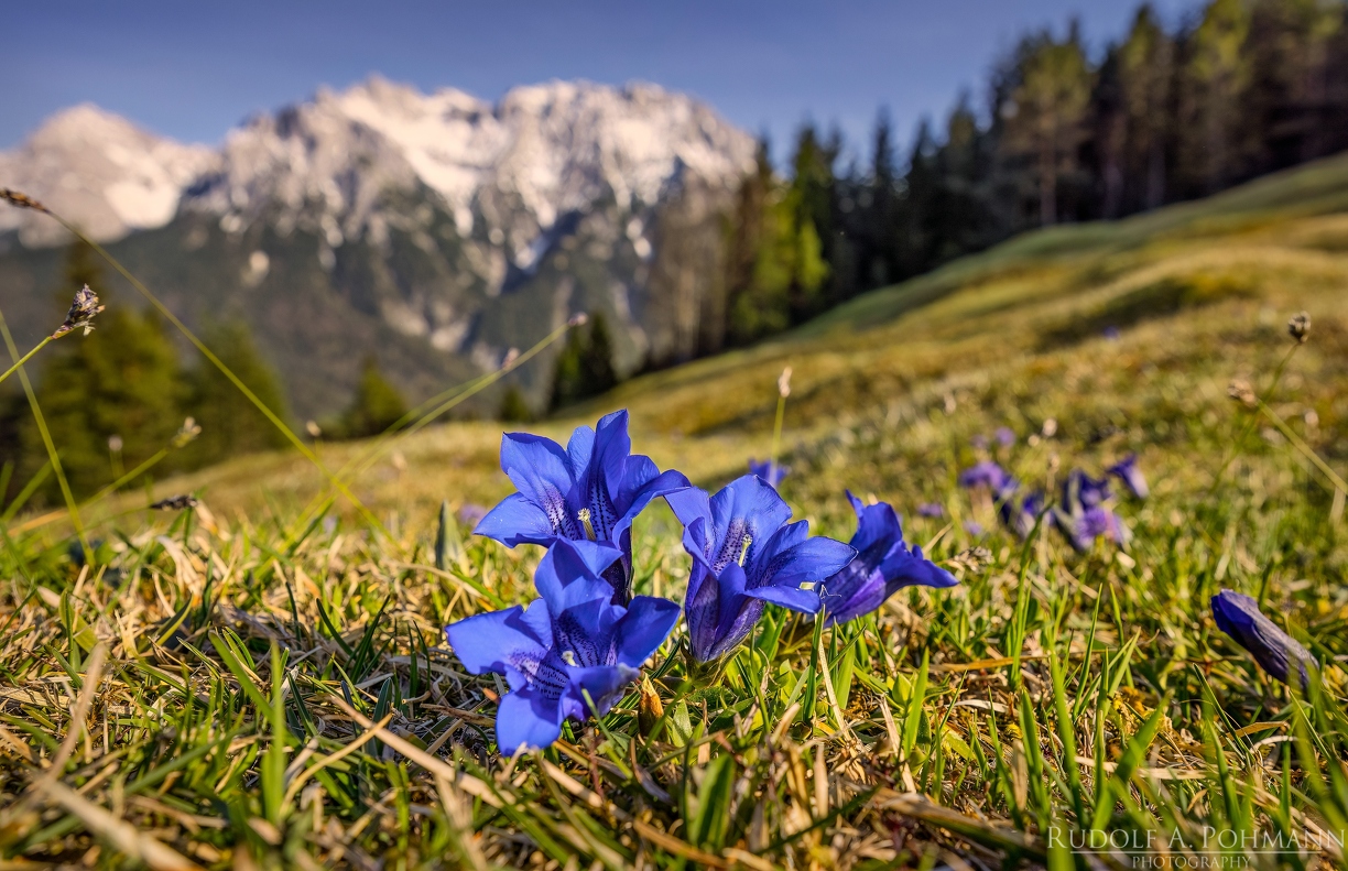 blue-bavaria.jpg