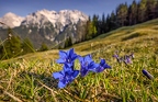 blue-bavaria