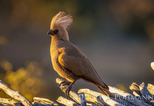 Namibia-Botswand 2025