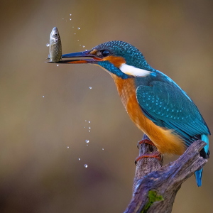 Wildtiere - Eisvogel - Eichhörnchen 