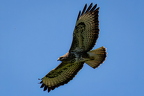 CL-RP2 8456-2 Firefly Upscaler 2x Skalierung-30